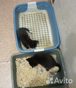 Кошка в дар