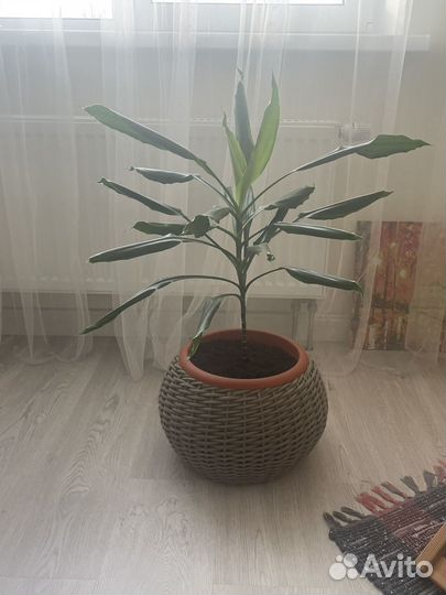 Драцена душистая (дерево счастья)