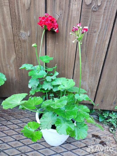 Пеларгония герань розебудная красная