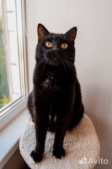 Котик Локи в добрые руки