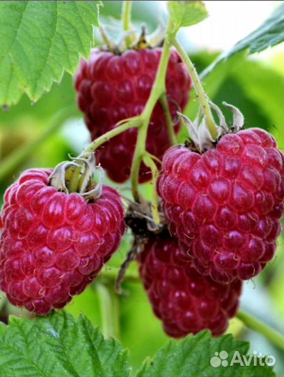 Малина свежая, яблочки триумф,пастила