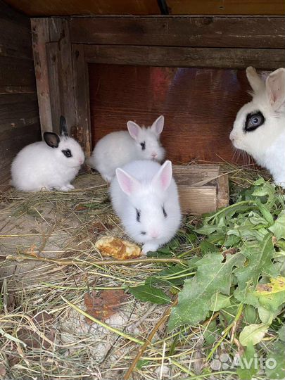 Кролики мини
