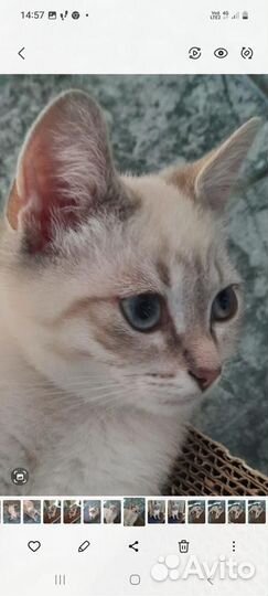 Тайские котята в добрые руки