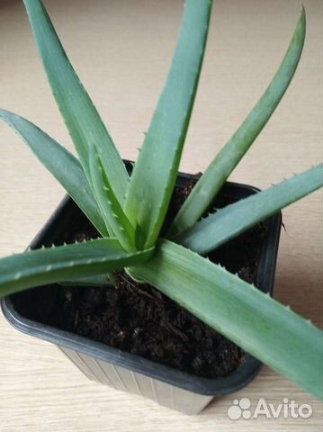 Алоэ вера подрощенные детишки