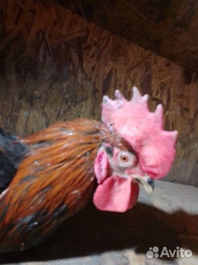 Селезень мускусной утки и петух на племя