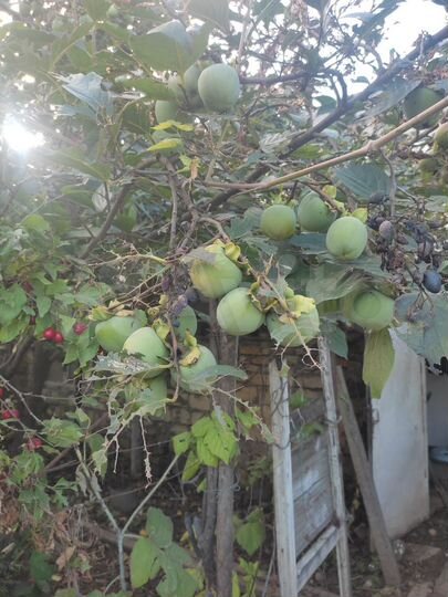 Дом 100 м² на участке 10 сот.