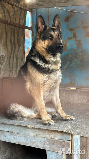 Восточноевропейская овчарка вязка