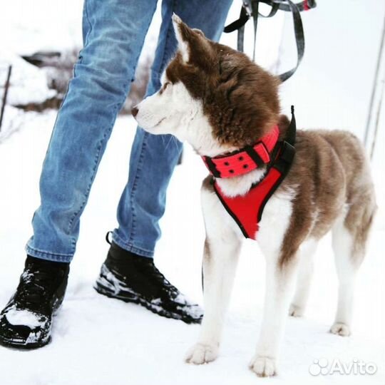 Амуниция для собак