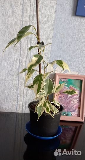 Фикус Бенджамина