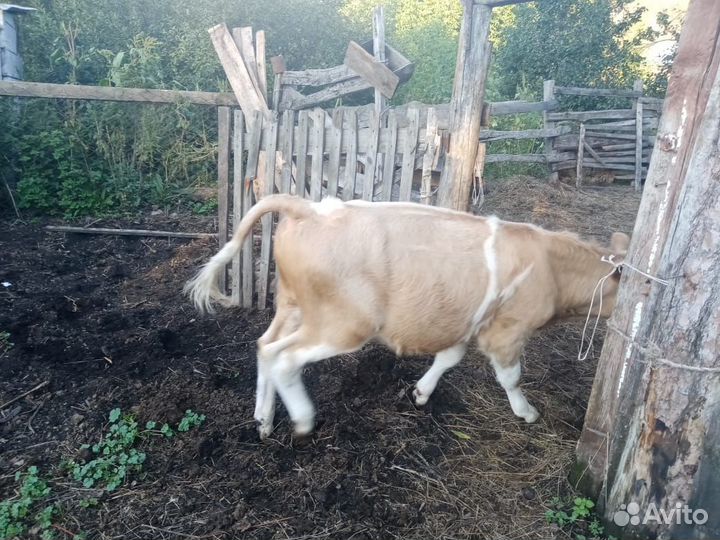 Телята бычки