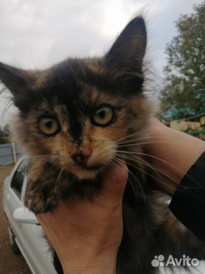 Котенок девочка 3 мес