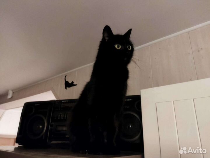 Кошка/кот/котенок Дуся