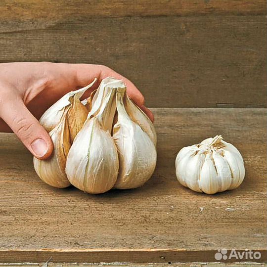 Гигантские тыквы, Огромный чеснок,Миндальный орех