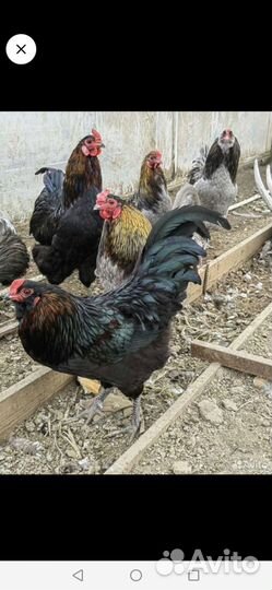 Амерауканы Петушки