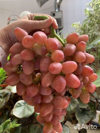 Виноград(черенки)