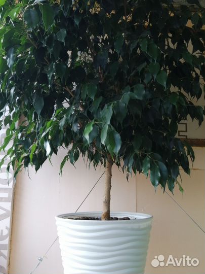 Фикус дерево