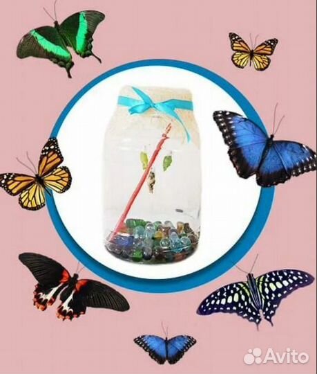 Детская Миниферма Тропических Бабочек ф/б-80