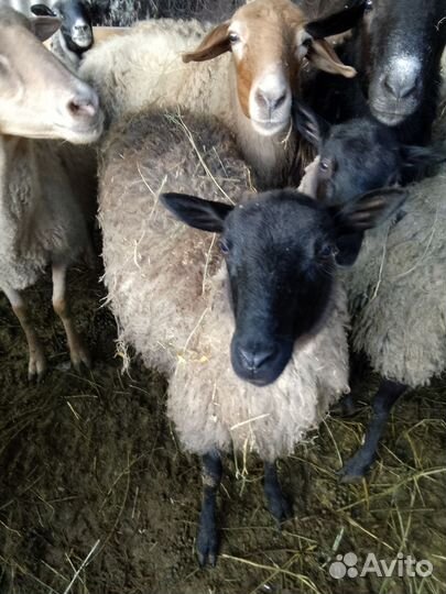 Овцы бараны