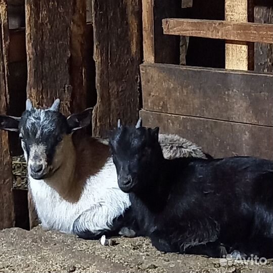 Овцы бараны