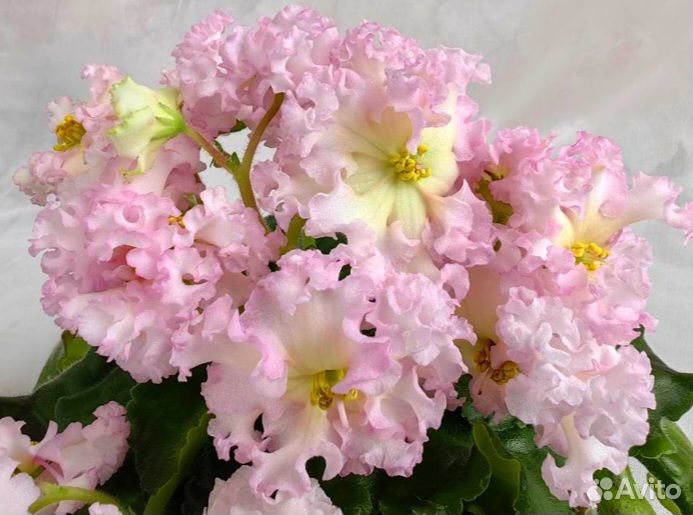 Укорененные черенки фиалок с детками