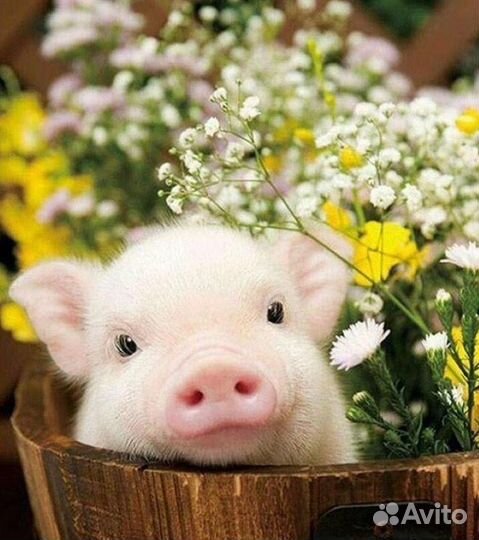 Продам маленьких поросяток