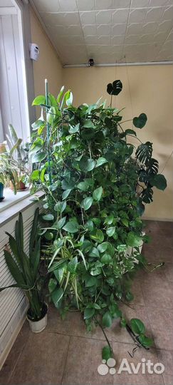 Живая изгородь