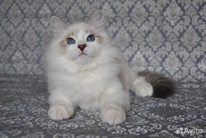 Невский Маскарадный котик 4,5 мес