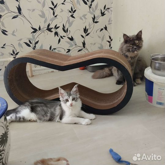 Мейн-кун с родословной