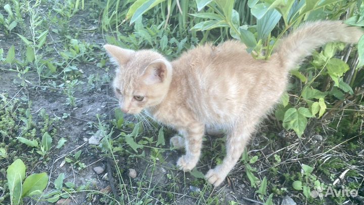 Рыжий котенок в добрые руки бесплатно