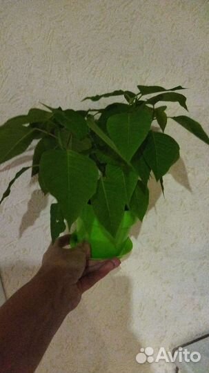 Продажа комнатных цветы