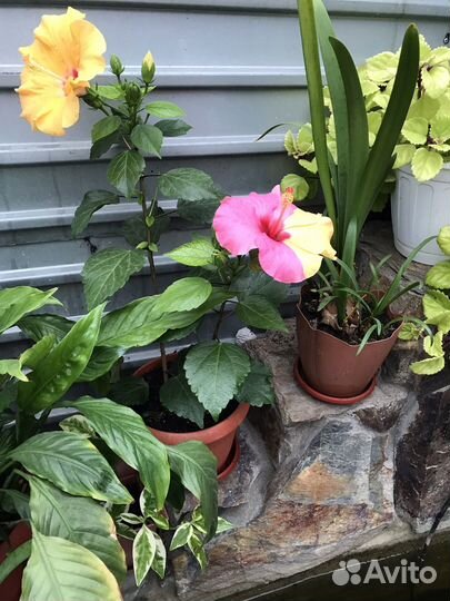 Денежное дерево и много других домашних цветов