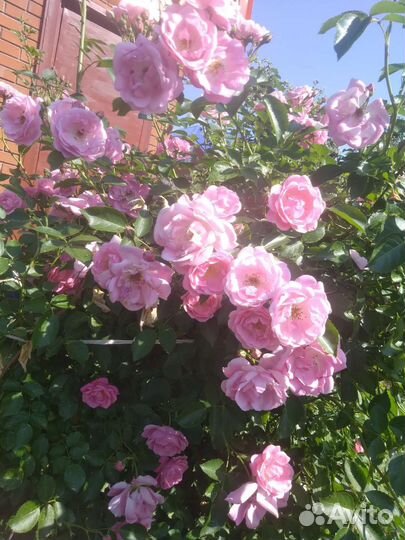 Многолетние цветы