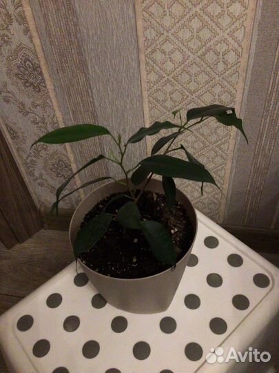 Фикус бенджамина