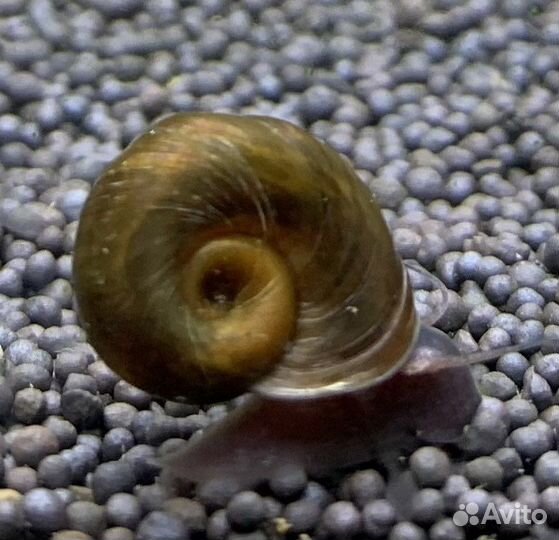 Рыбки, креветки, улитки