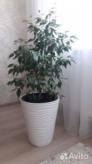 Бенджамина