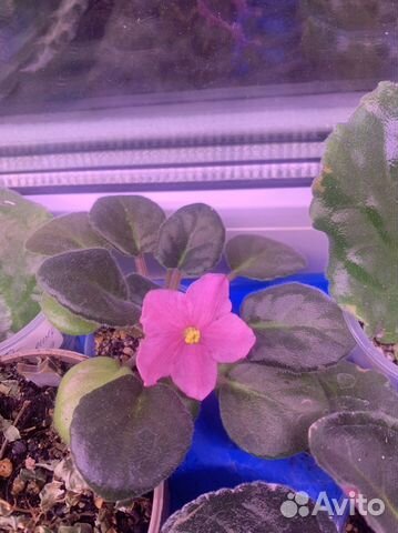 Фиалка в горшках, листочек свежесрезанный