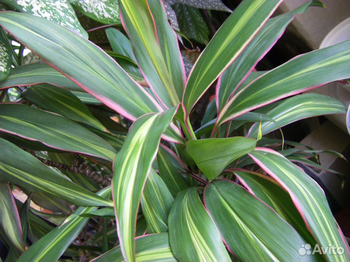 Драцены Аглаонемы Лудизии