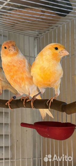 Певчий кенар