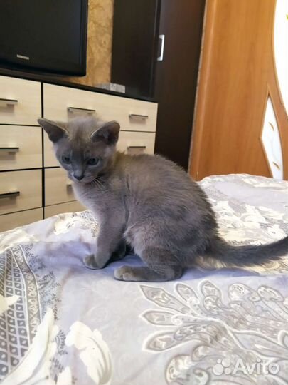 Бурманские котята
