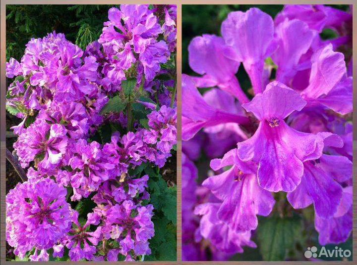 Цветы многолетние