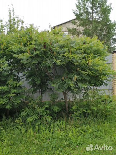 Саженцы сумах оленерогий