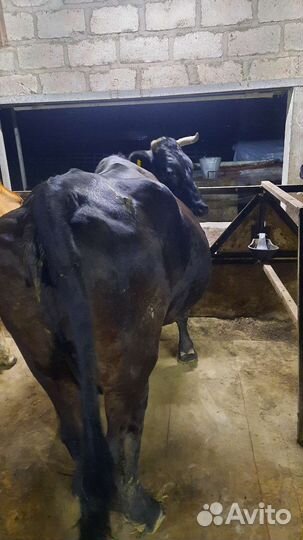 Корова глубоко стельная
