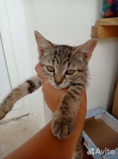 Котята в добры руки