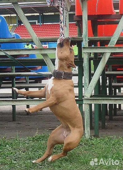 Услуги кинолога