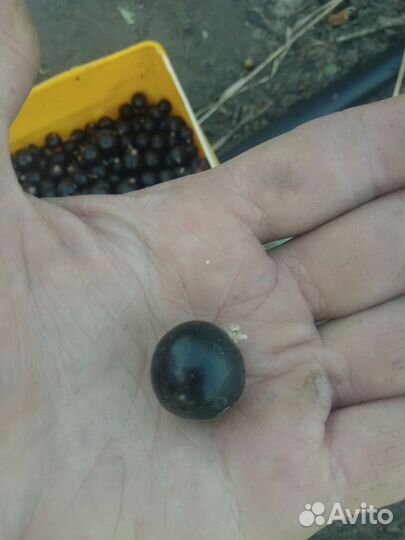 Черная смородина - саженцы