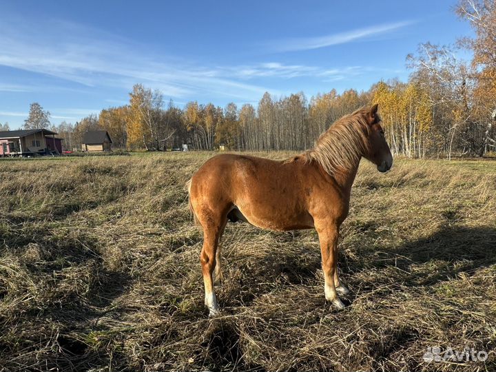 Лошадь жеребчик