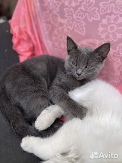 Котёнок и кошечка, турецкая ангора, рожд 7.04.23г