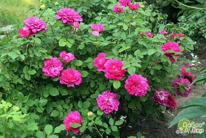 Роза Софи Роуз английская селекция Д. Остина