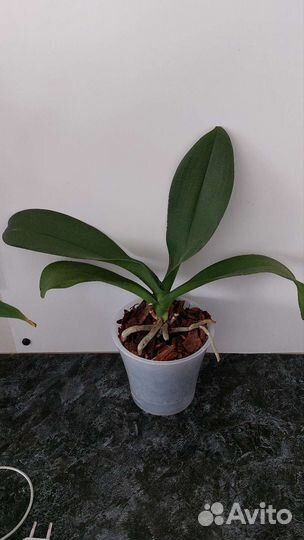 Комнатные растения, цветы