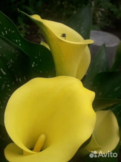 Орхидея фаленопсис